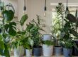 Protect from Extreme Heat, Tips for Plant Care
