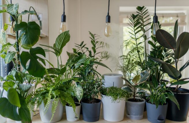 Protect from Extreme Heat, Tips for Plant Care