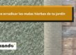 Cómo erradicar las malas hierbas de tu jardín